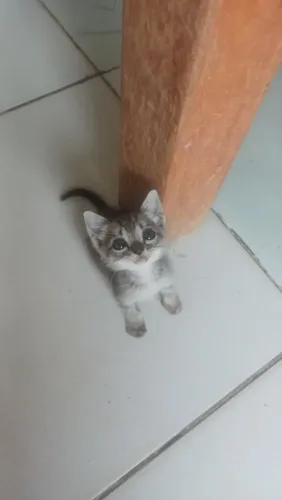 Gatinho macho para adoção responsável
