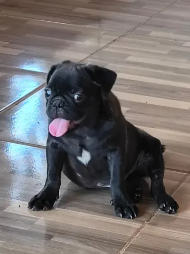 Filhote da raça Pug