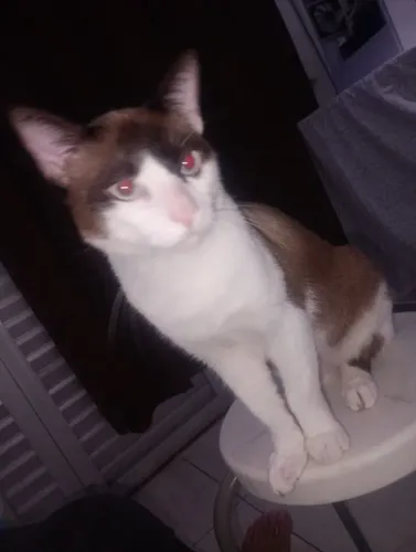 Gato