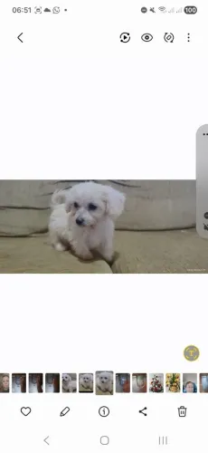 Maltês macho 