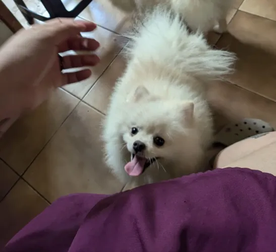 Spitz alemão com pedigree e microchip