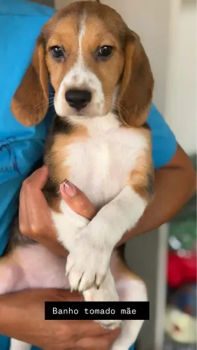 Filhote fêmea de Mini beagle 