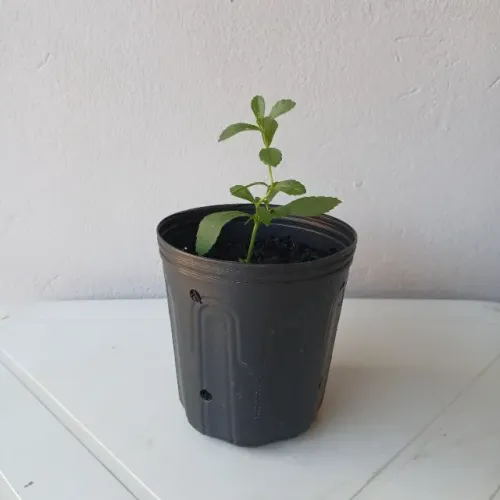 Vendo Mudas de Stevia (Adoçante Natural)