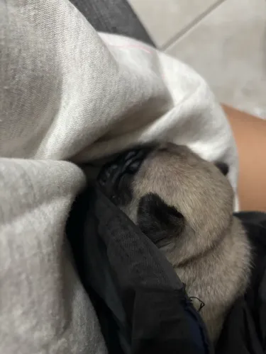Pugs filhotes
