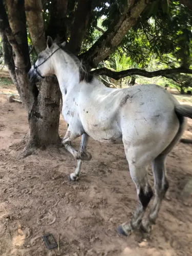 Cavalo de campo
