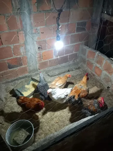Galinhas ótimas pra criar e melhor ainda pra fazer um pirao top