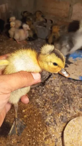 Marrequinho de pom pom