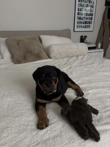 Rottweiler Uma fofura que pede uma segunda olhada