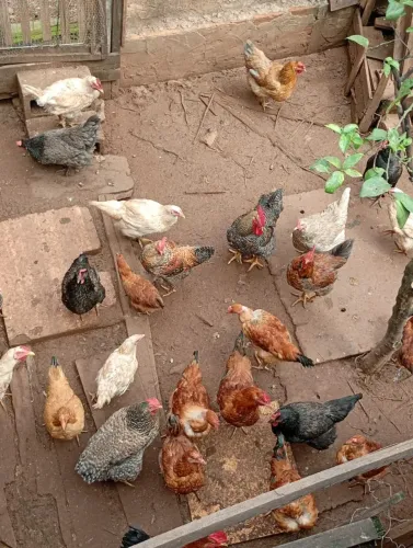 Vende frangos e galinhas caipira 