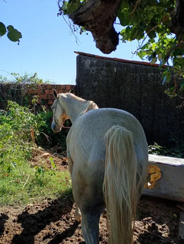Cavalo direita