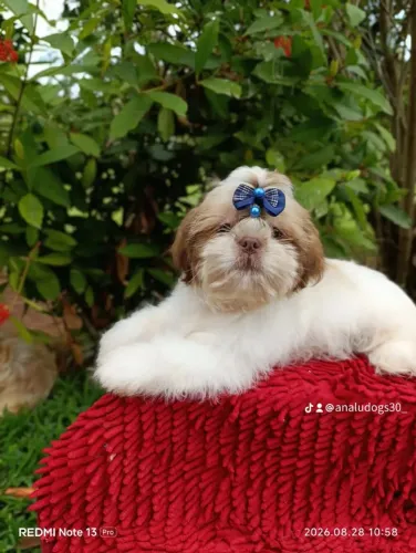 Shihtzu 