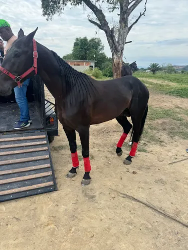 American trote cavalo