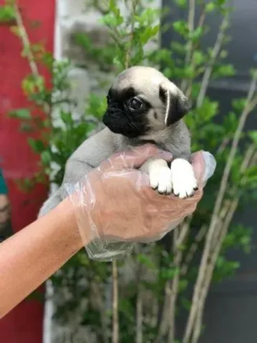 Pug - Vacina V10 Importada: Proteção para Todas as Fases da Vida