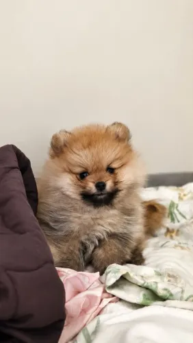 Lulu da Pomerânia / Spitz Alemão Anão - Macho com pedigree