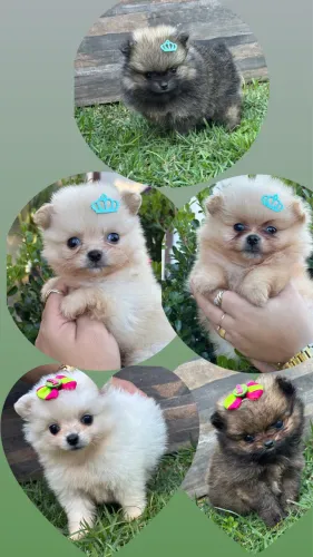 Lulu da pomerânia Spitz alemão 