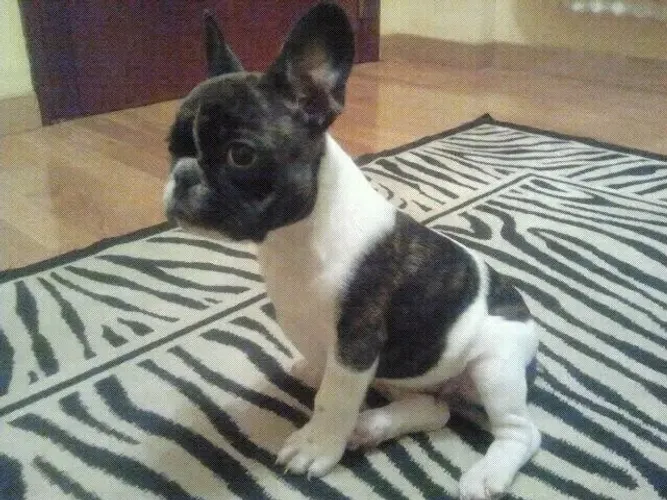 Bulldog frances lindo e encantador