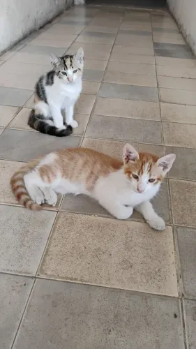 Gatos Filhotes