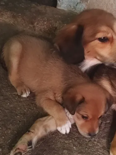 Lindos cachorrinhos pra adoção 