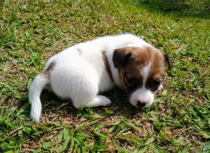 Filhotes de Jack Russell com excelência garantida!