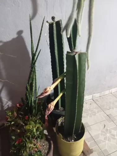 Cactos Mandacaru