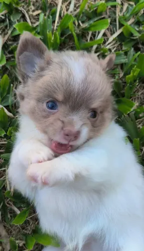 Chihuahu Macho - 12 vezes - Canil