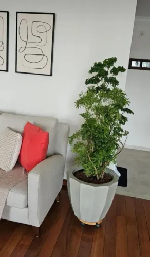 Plantas lindas e naturais em lindos vasos combo completo 