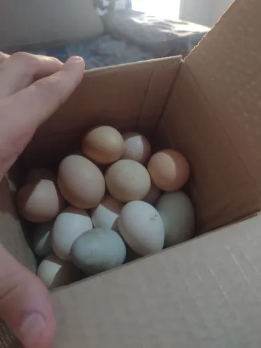 Ovos Caipiras Galados