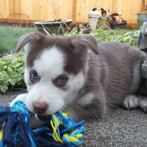 Filhote Husky Siberiano ainda curtinho o Carnaval