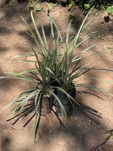 Somos Produtores Liliopolis