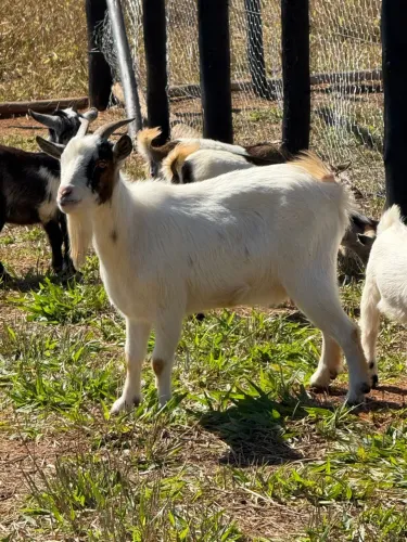 Mini cabras disponíveis 