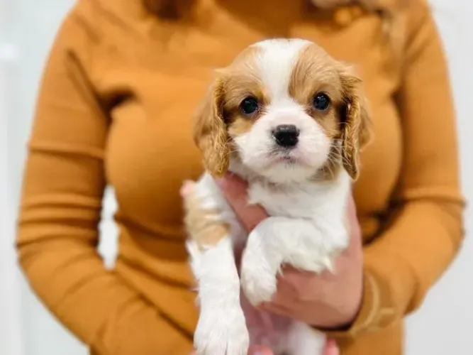 Cavalier King macho - raça nobre, estrutura correta e muito amor