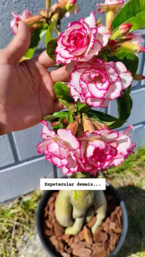 Rosa do deserto flor especial (porte grande Chibi maruko)