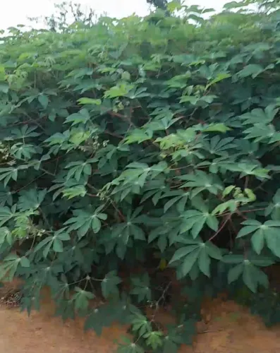 Manivas de Pornunça