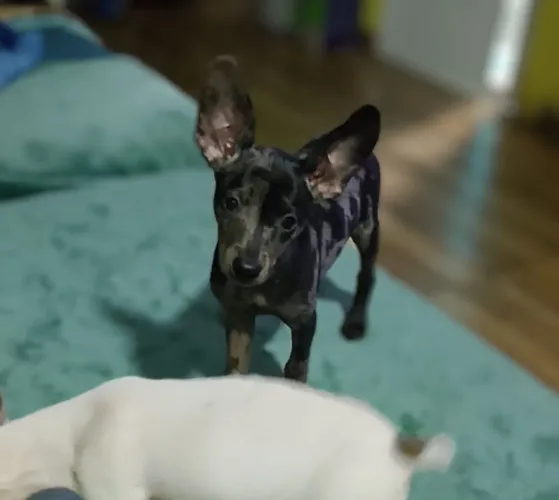 Pinscher fêmea com 60 dias vacinada