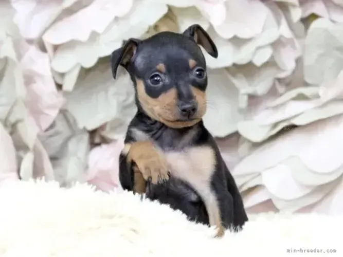 Filhotes Pinscher/ Pincher de linhagem selecionada e super saudáveis
