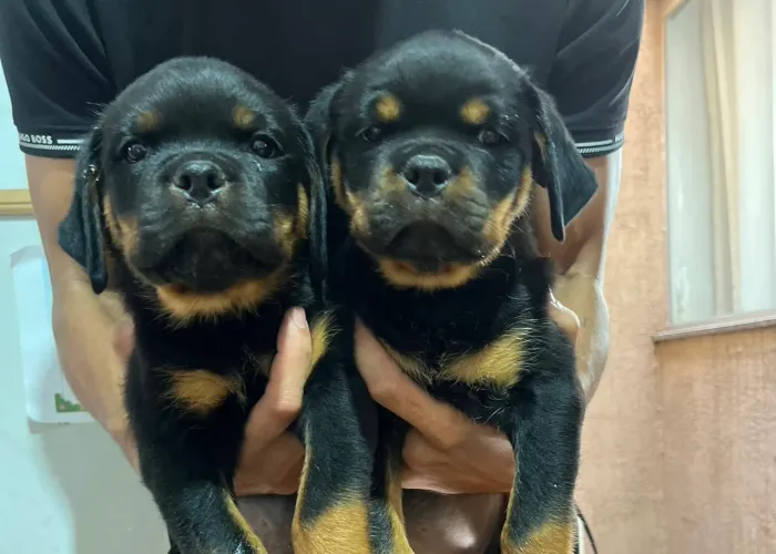 VENDE-SE FILHOTES DE ROTTWEILERS