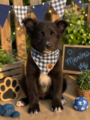 Entregamos hoje! Filhotes de border collie macho