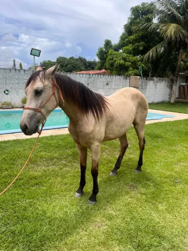Potra QM, 2 anos