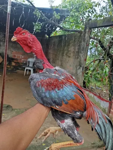 Galo de raça