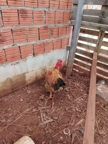 Vende-se galo