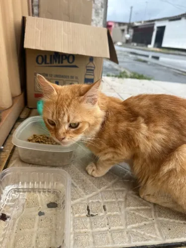 Adoção de gata laranjinha 