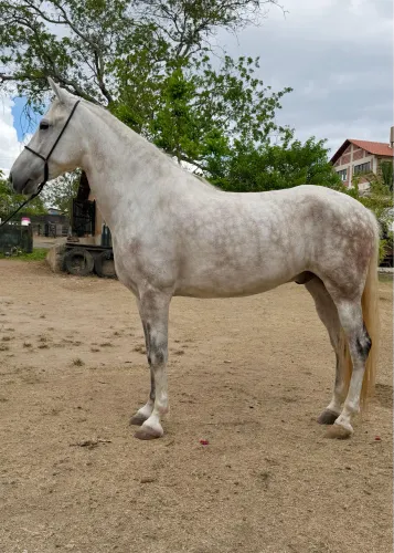 Cavalo manga larga