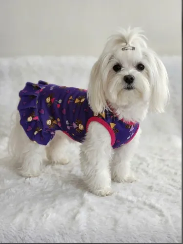 Roupas para Cães e gatos