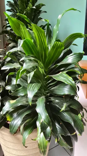 Dracena Compacta - 4 anos de cuidado