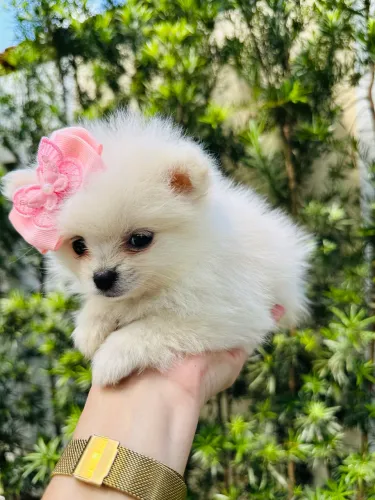 LULU  MENINO E MENINA COM PEDIGREE