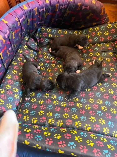 Filhotes de Cane Corso com Pitbull, com pedigree.