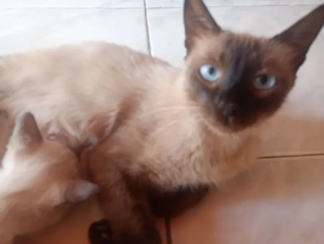 Gata Fêmea Siamesa para adoção!