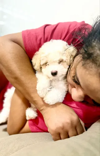 LINDO POODLE MACHINHO MINI 