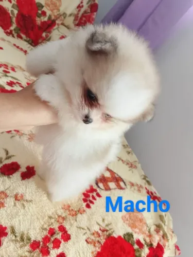 LULU DA POMERÂNIA