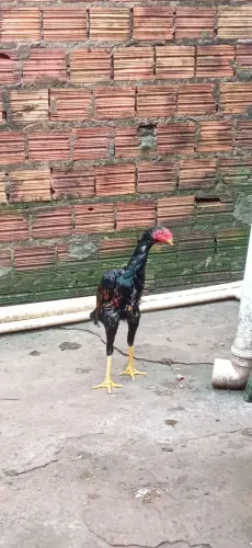 Frango Shamo 